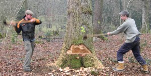 felling tree with an axe